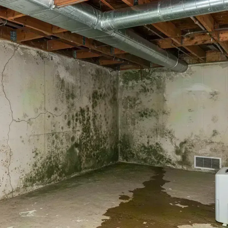 Professional Mold Removal in West End-Cobb Town, AL